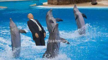 12 sabella delfines