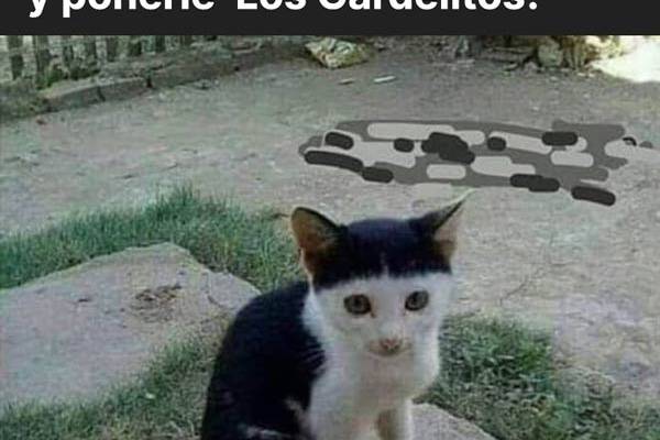 el gato rollinga